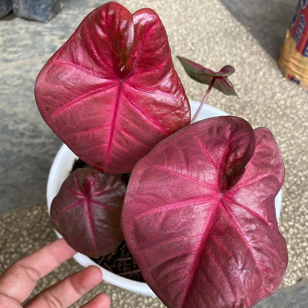 Keladi Red Sweety Keladi Hias Caladium Tanaman Hias Keladi Tanaman Keladi Hidup Tanaman Hias Murah A