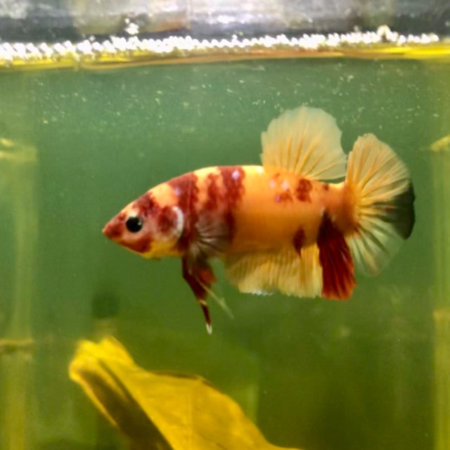 Betta giant nemo yellow base