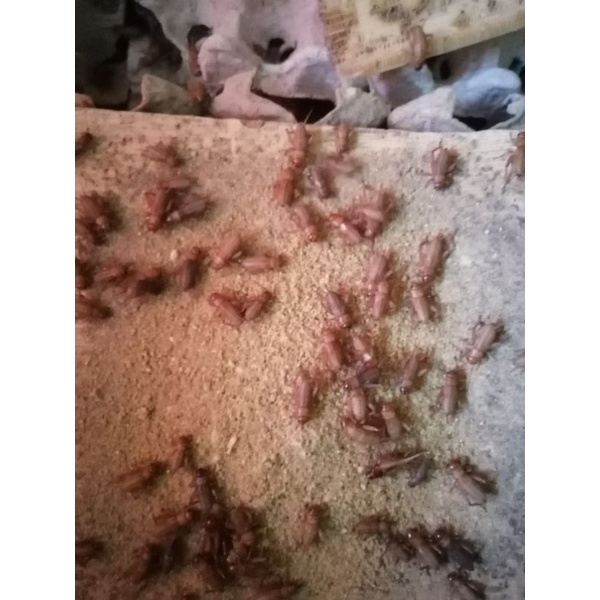 Telur Jangkrik Madu Kuning kemasan 500gr