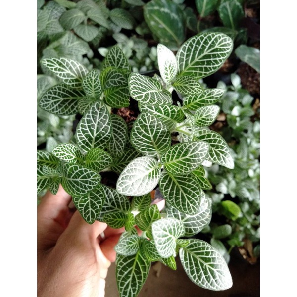 mutiara mini -episia mutiara tanaman hias