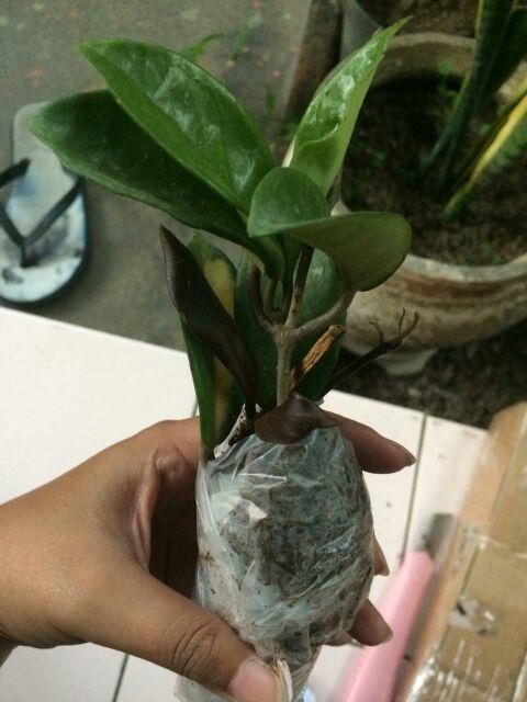 Tanaman Hias Hoya Bunga Merah Mindorensis Red Untuk Tanaman Gantung