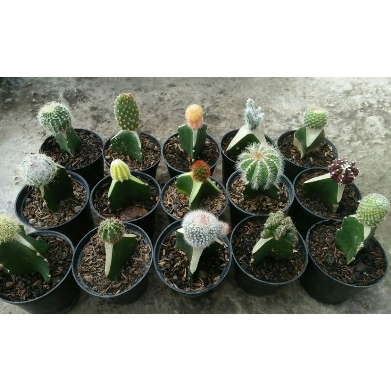 15jenis kaktus medium