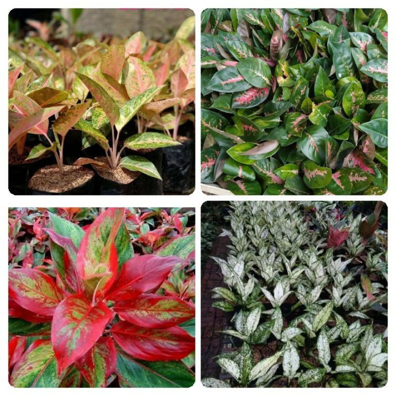 

⭐AGLONEMA⭐ PAKET (BIG ROY, KOCHIN, SIAM AURORA, SNOW WHITE)