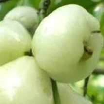 Bibit Buah Unggul Jambu Air Madura