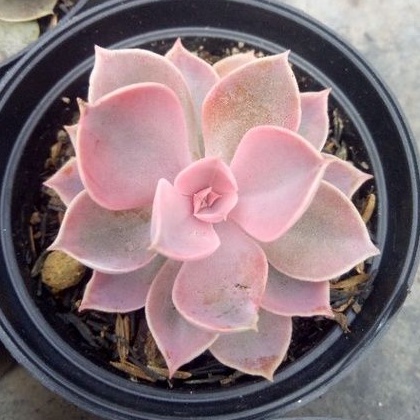 sekulen echeveria rainbow