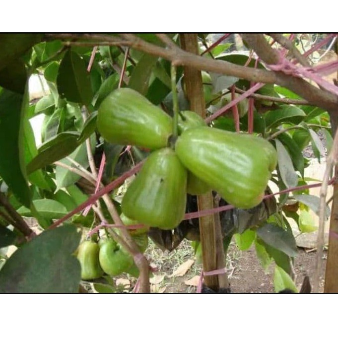 Bibit Jambu Air Taiwan Super Green