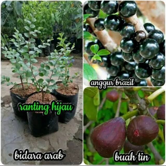 Paket 3 jenis bibit buah anggur Brazil, buah tin,Bidara Arab super