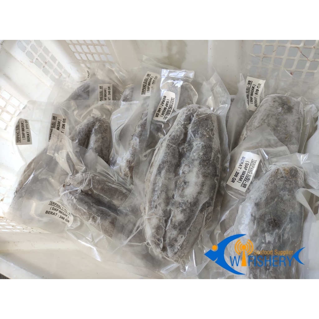 Teripang Susu / Haisom - Sea Cucumber Frozen