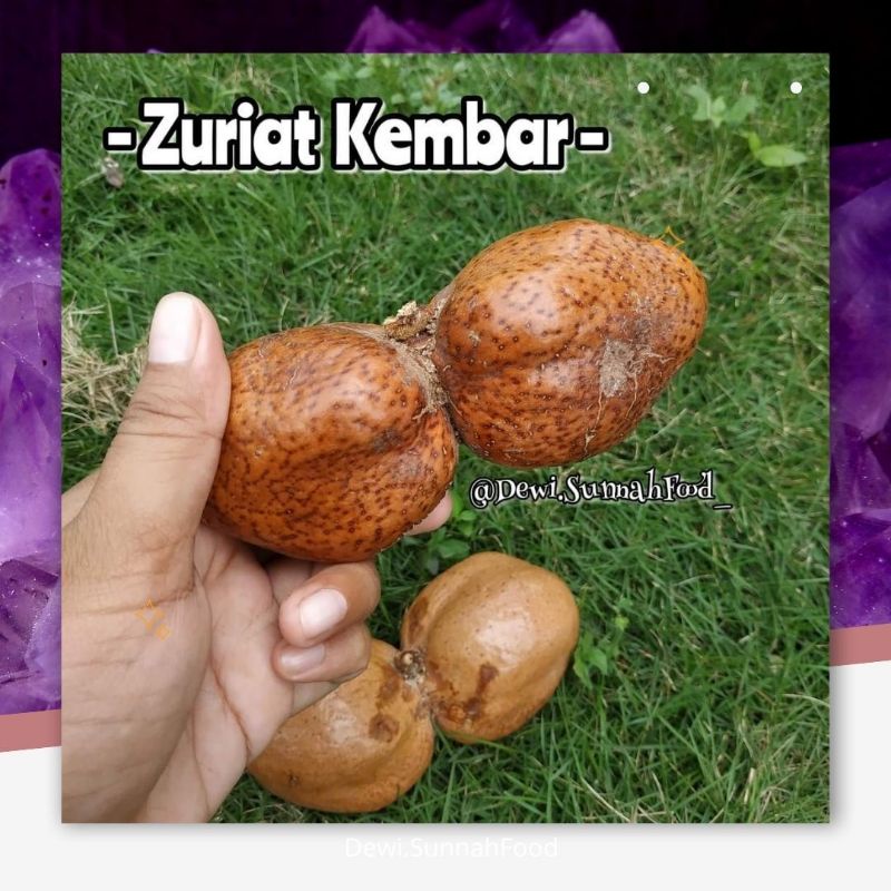 

TERMURAH!! BUAH ZURIYAT / ZURIAT KEMBAR - PROMIL ASLI SAUDI PERBUAH (1 PASANG)