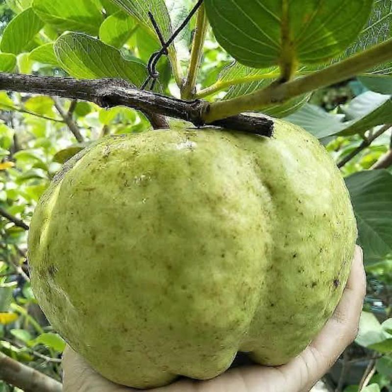 

Jambu kristal fresh langsung dari kebun