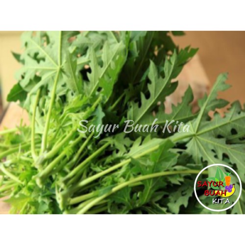 

Daun Pepaya Fresh Murah Per Ikat