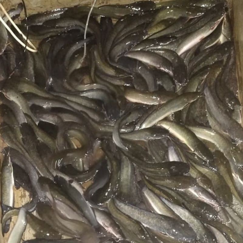 

IKan LeLe Masak 1 Kg Fresh.