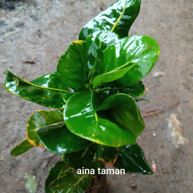 POHON PURING JENGKOL DAUN HIJAU