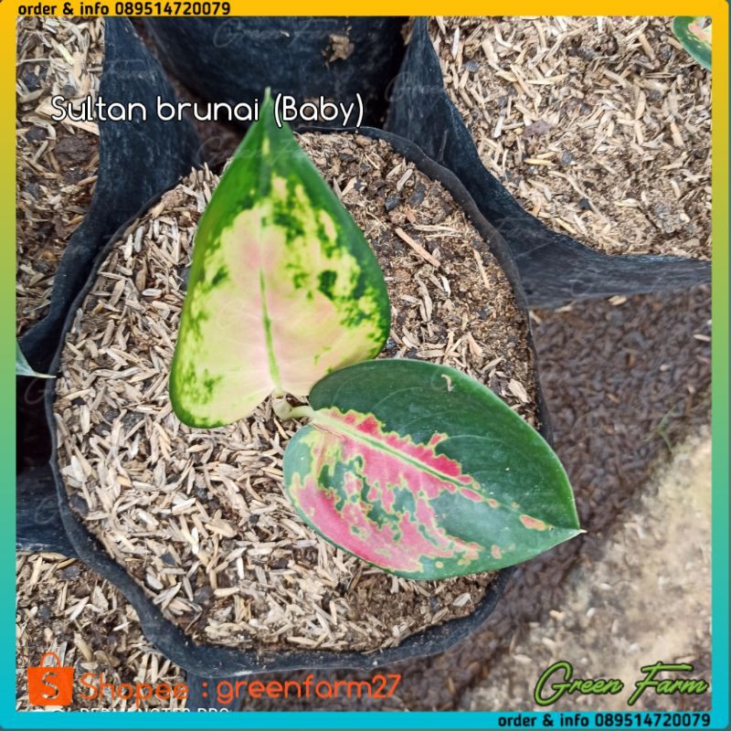 Bunga Aglonema Sultan Brunai / Aglo Sultan Brunei Baby
