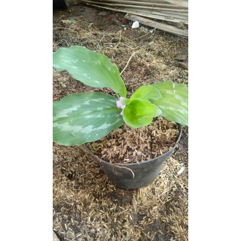 calathea merak-tanaman hias calathea merak - pohon calathea merak