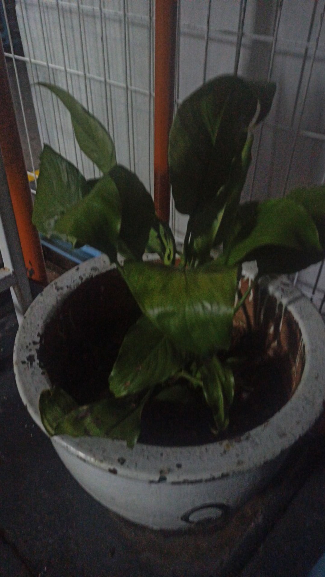 Khusus Xxl, Xxxl, Xxxxl, Xxxxxl Kemeja Batik Pria Lengan Pendek Batik Original Jumbo Best Seller