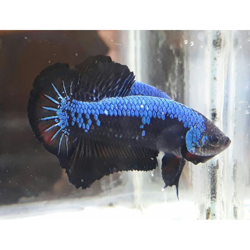 Sepair Cupang Avatar Gordon M siap breed, Dan Bonus Anakan hmpk 1,5bln