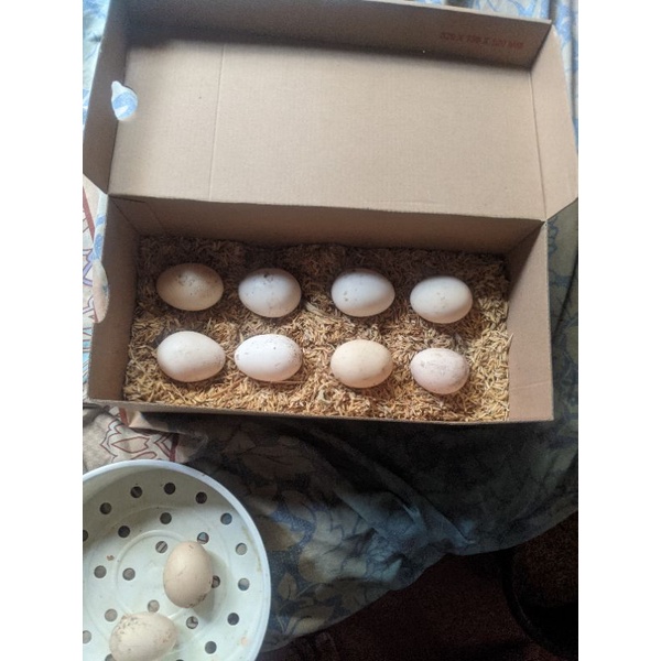 Telur Ayam AKY Fertil per 10 Butir / Telur Ayam Kampung Yudistira Fertil