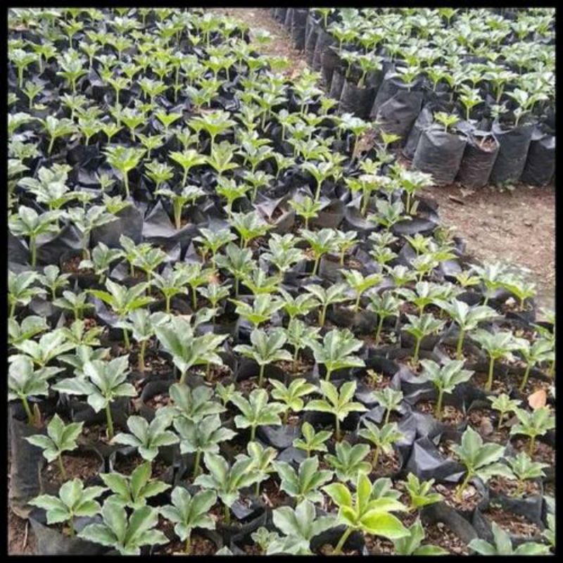 bibit porang / polybag