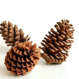 Biji pinus bunga pinus pinus kering Shopee Indonesia Biji pinus bunga pinus pinus kering Shopee Indonesia