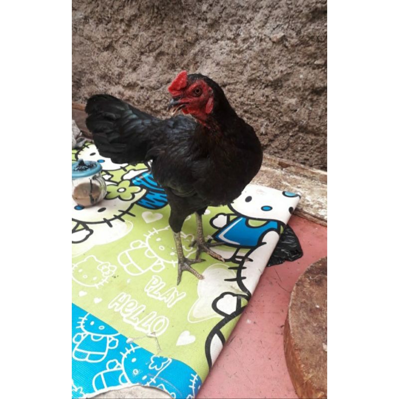 

AYAM KAMPUNG SEGAR/FRES/1EKOR