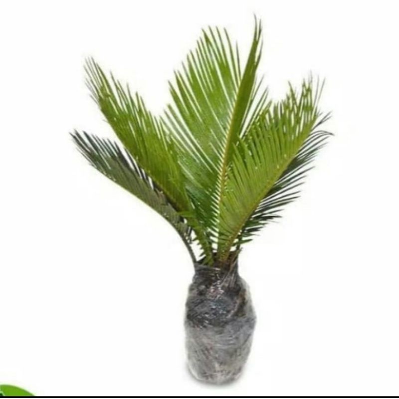 Tanaman Hias Sikas Palm -Palm sikas mawar jambe