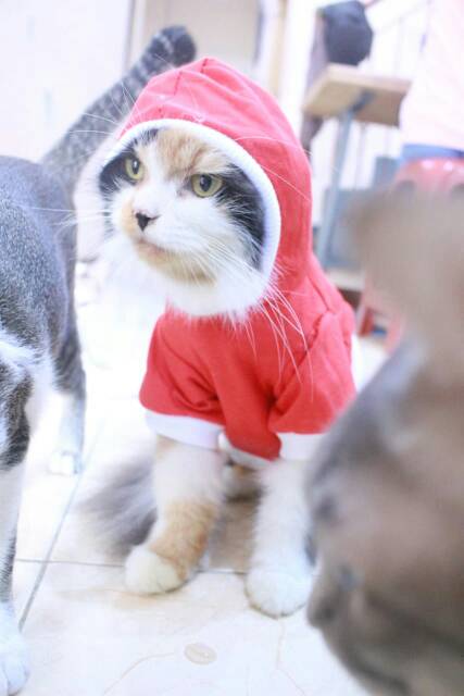 Kaos hoodie spesial 17-an merdeka / kaos hoodie murah untuk kucing dan anjing size S M L XL