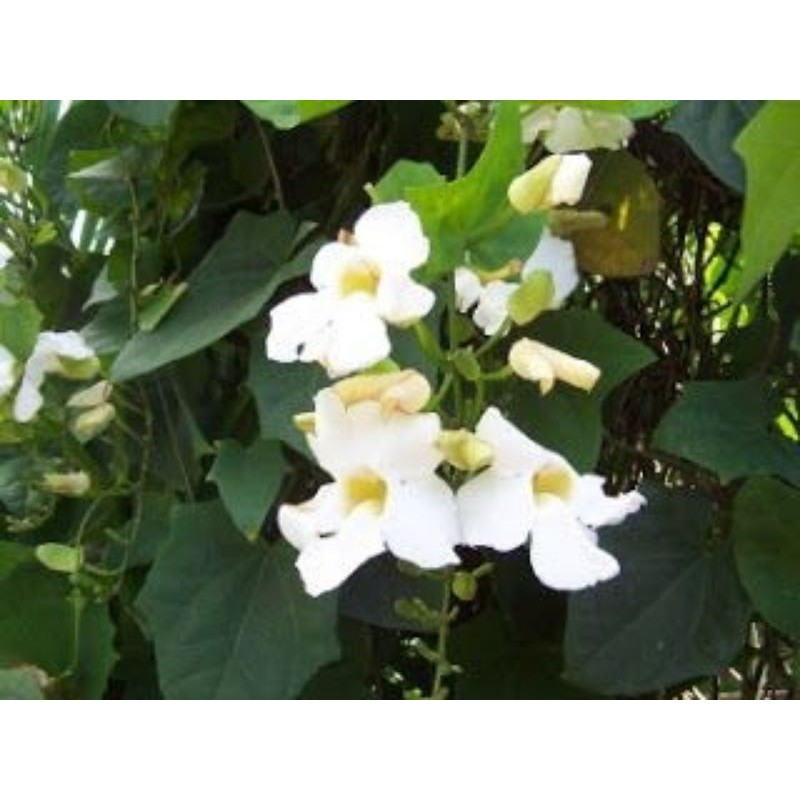 Tanaman Thunbergia Bunga Putih