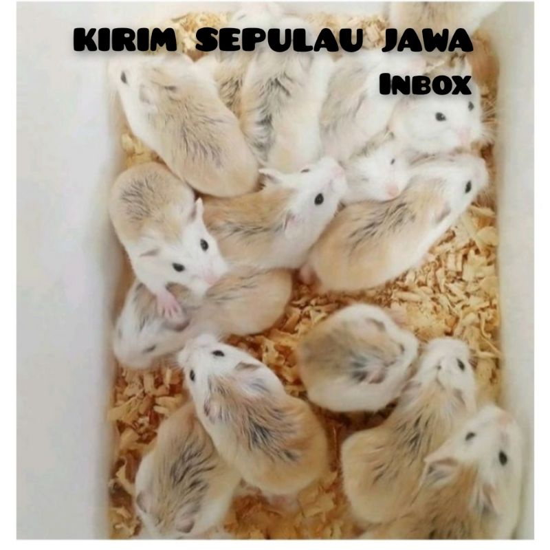 Hamster roborovsky white face (Kirim sejawa barat)