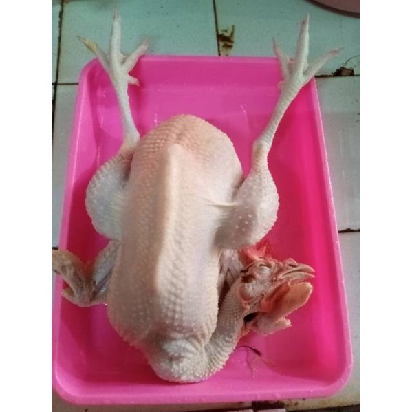 

AYAM SOTOAN / AYAM PETELUR PER 1 EKOR (komplit kepala ceker ati ampela)