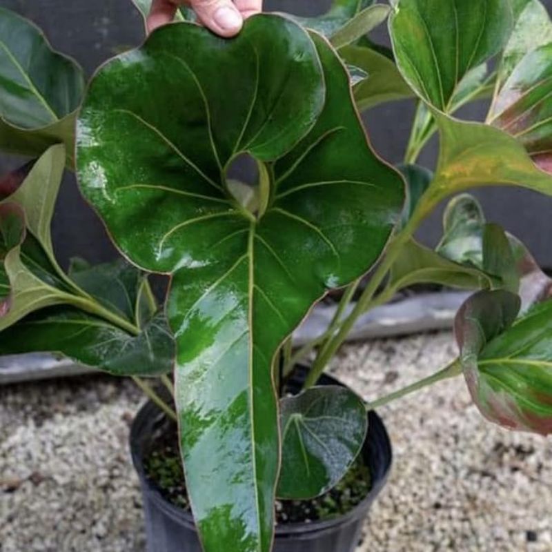 Bibit anthurium corong