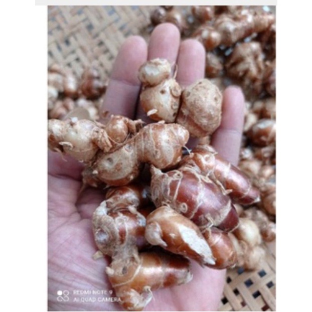 

KTr190 Kencur Segar 1kg KENCUR/CIKUR Ciamis Wangi Pedas Enak Cocok Buat Bumbu Makanan Terutama