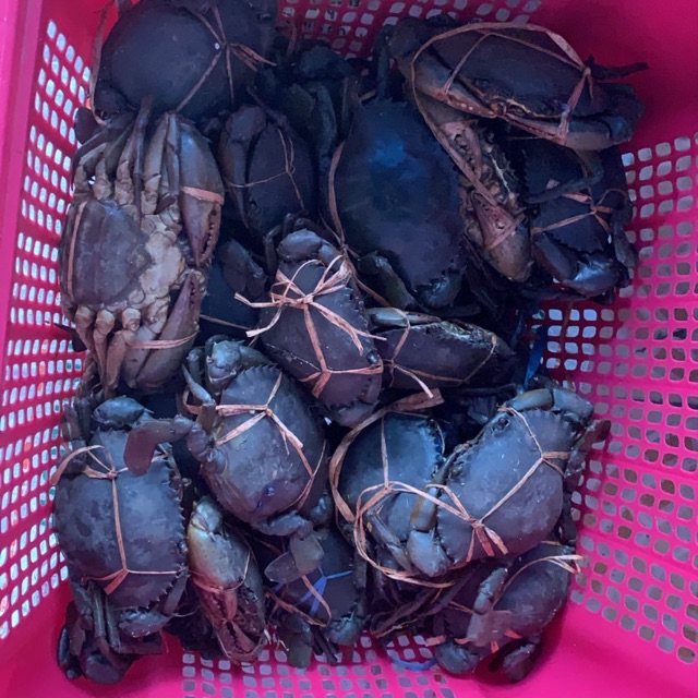 

Kepiting bertelur segar masih hidup
