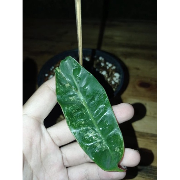 philodendron billietiae variegata realpic sdh tunas/kabel busi/ taman