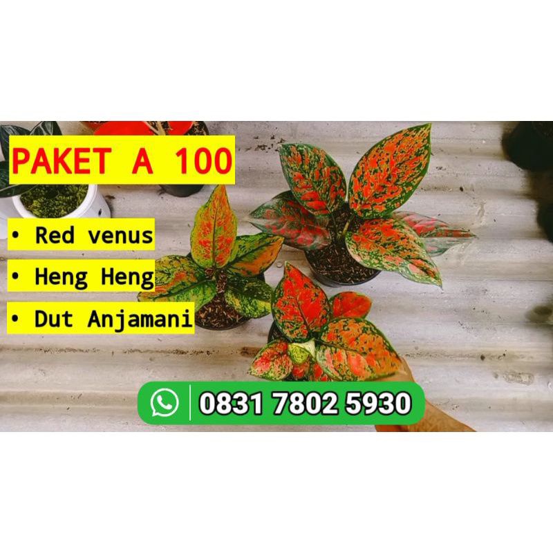 PAKET AGLAONEMA