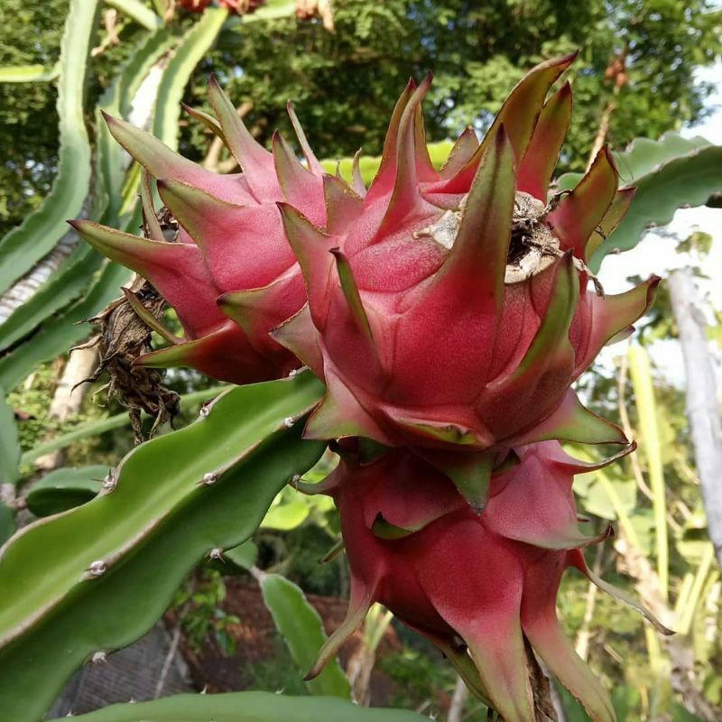 Bibit Buah Naga Merah Besar Super