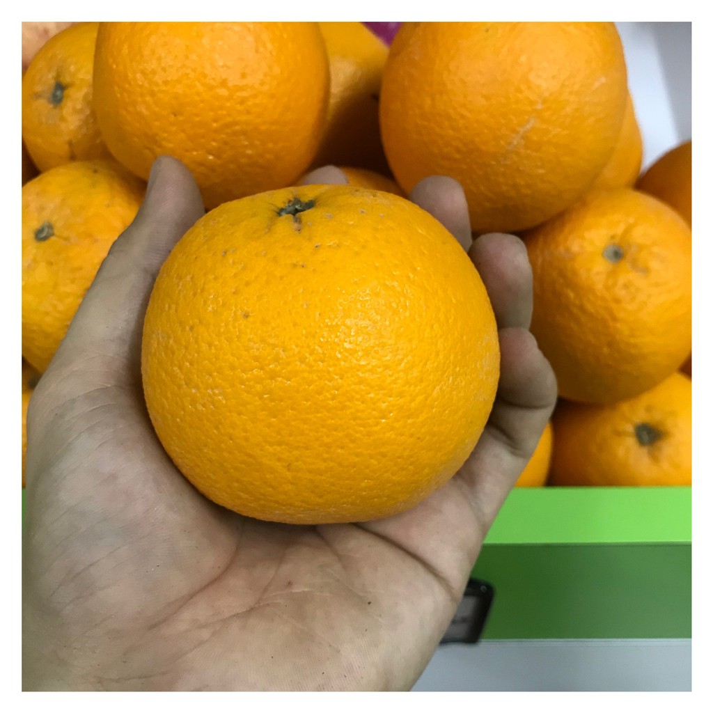 

Buah Sunkist Valencia Import Fresh Banyak Air - Harga Satuan Termurah