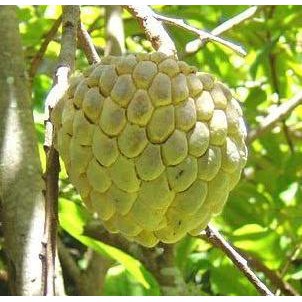 BIBIT TANAMAN BUAH SRIKAYA JUMBO BIBIT BUAH