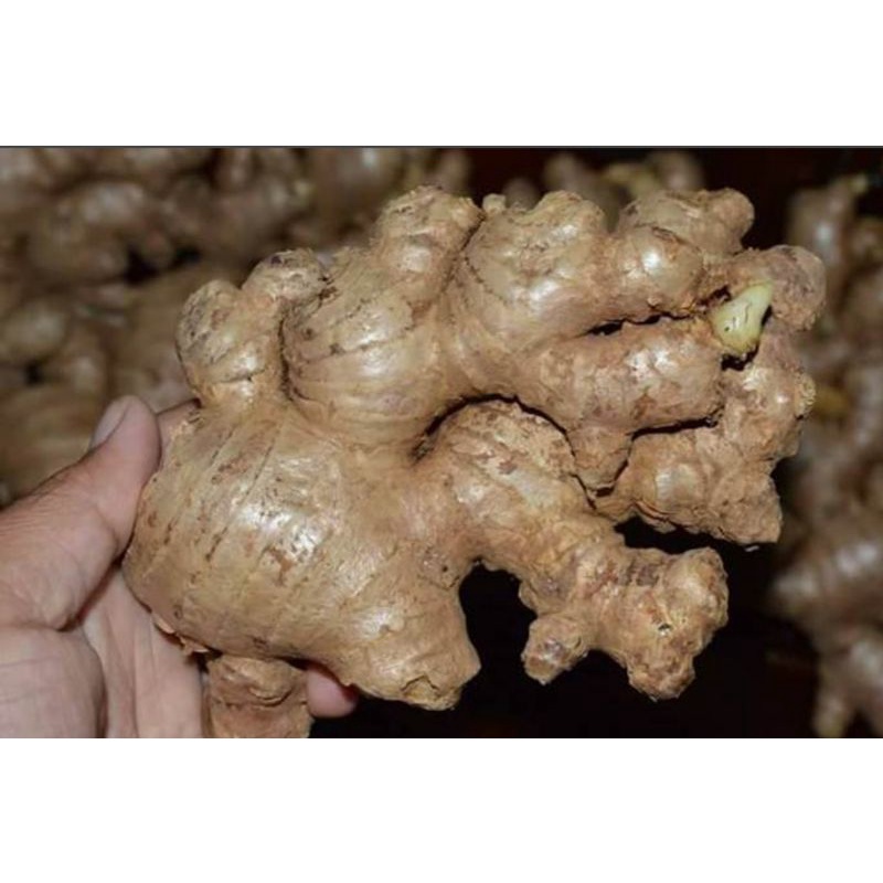 

Jahe Gajah