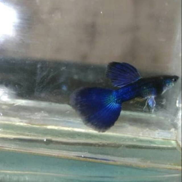 Ikan guppy hb blue pasangan