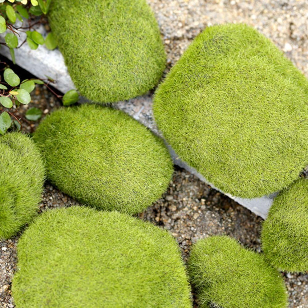 Nanas Berlumut Batu Mikro Lanskap Rumput Ornamen Peri Taman Simulasi Lumut