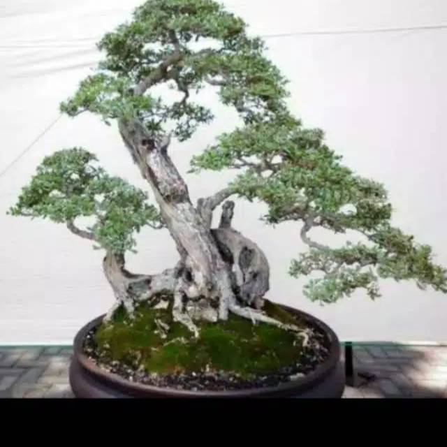 350 Biji santigi mawar/karang siap semai