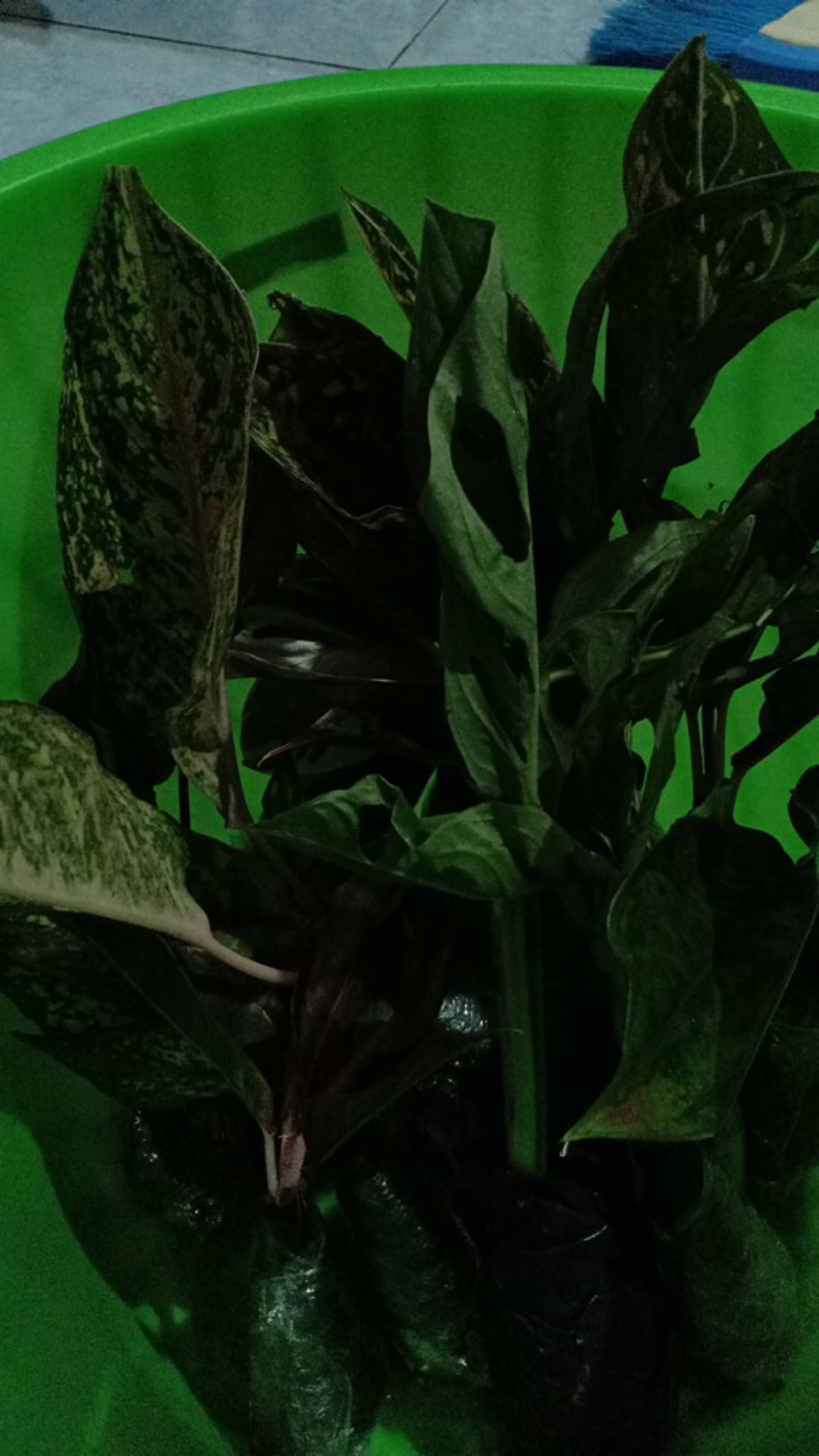 Tanaman Hias Chalatea Tisu White Fision