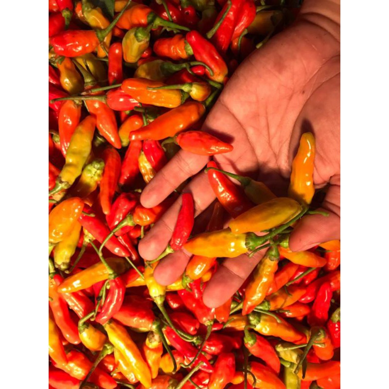 

Cabe rawit domba (250 gr)