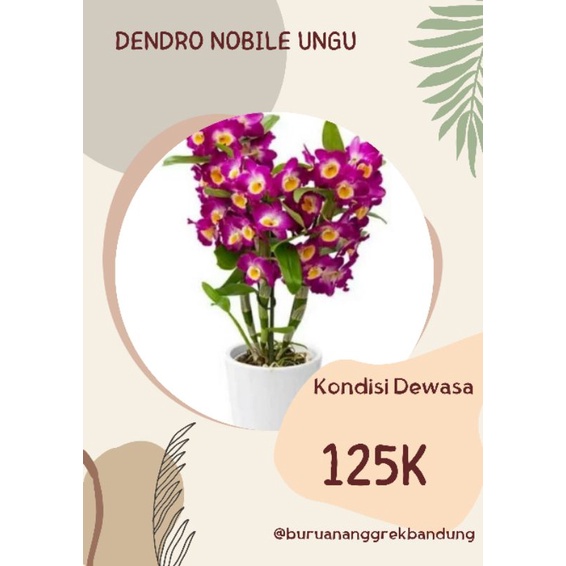 Anggrek dendro Nobile ungu