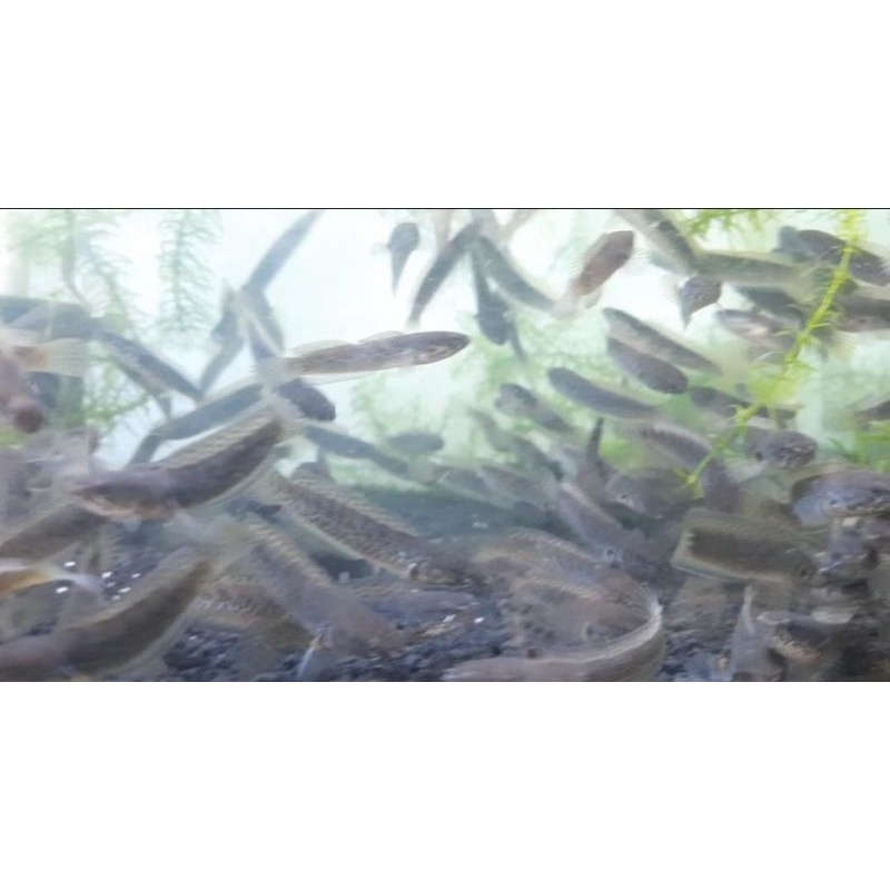 chana stewarti karbi cb 5cm