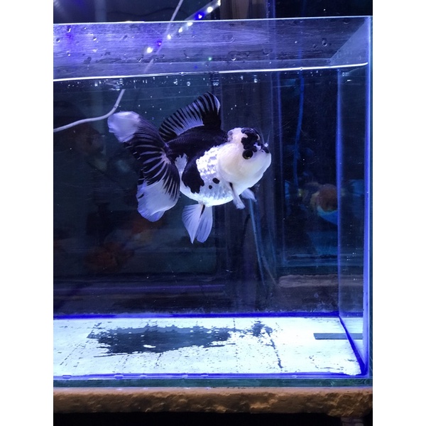 Oranda Panda