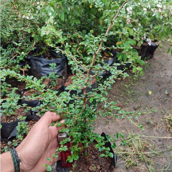 bahan bonsai hokianti buah micro impor