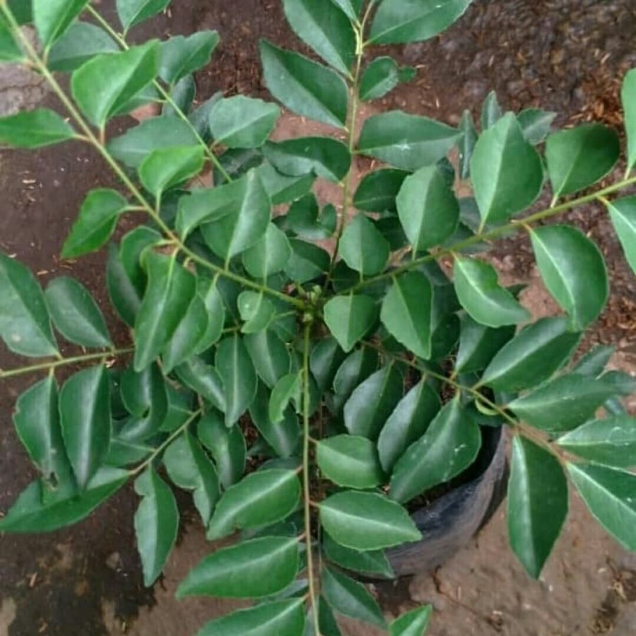 

Daun Kari / Temurui / Salam Koja / Korobelek / Korokeling / Curry Leaves (Daun Segar)