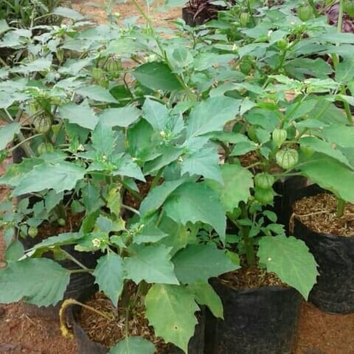 Tanaman Herbal Ciplukan / Cecendet
